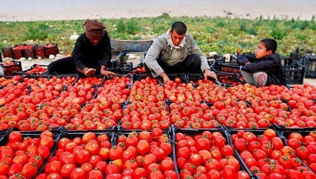 مطالبات گوجه کاران همدانی تسویه شد مطالبات گوجه کاران همدانی تسویه شد