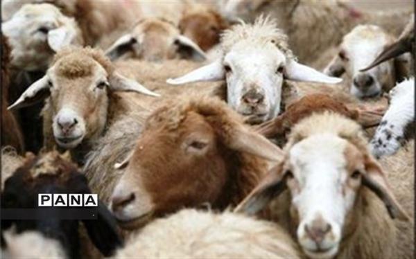 صادرات دام سبک به سازمان تعاون روستایی واگذار شد صادرات دام سبک به سازمان تعاون روستایی واگذار شد