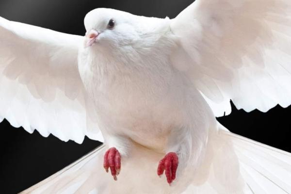 کبوتران صلح در کاخ جهانی گلستان به پرواز در می آیند