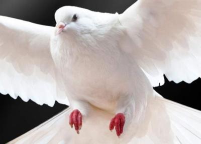 کبوتران صلح در کاخ جهانی گلستان به پرواز در می آیند