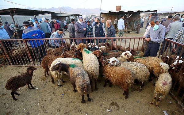 قیمت دام زنده در تهران کیلویی 85 هزار تومان تعیین شد قیمت دام زنده در تهران کیلویی 85 هزار تومان معین شد