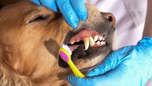 8 نکته برای مراقبت از دندان های سگ تان
