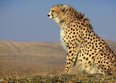 ماجرای عجیب ورود سیگار به بازار با نماد یوزپلنگ ایرانی