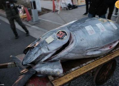 ماهی تن غول پیکر 275 هزار دلار فروخته شد