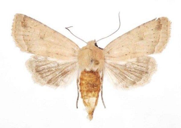 کشف گونه ای نو از پروانه ها به وسیله پژوهشگران ایرانی