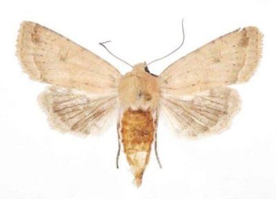 کشف گونه ای نو از پروانه ها به وسیله پژوهشگران ایرانی