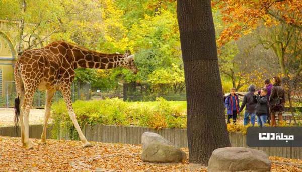 چرا باید به تماشا باغ وحش برلین رفت؟