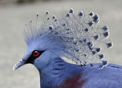 کبوتری به زیبایی طاووس، کفتر کاکل به سر استثنایی، عکس