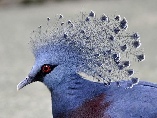 کبوتری به زیبایی طاووس، کفتر کاکل به سر استثنایی، عکس